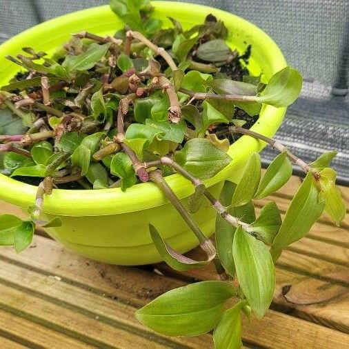 Tradescantia fluminensis ഇല