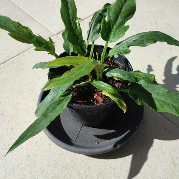 Alocasia lauterbachiana ശീലം