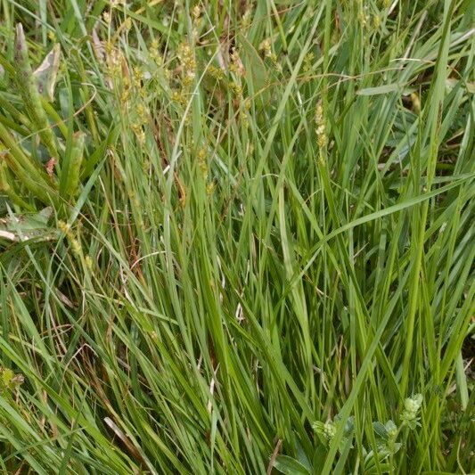 Carex brunnescens Celota