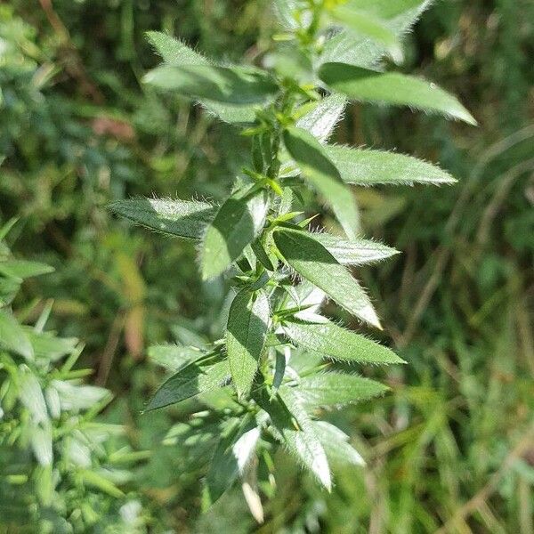 Genista germanica Blad