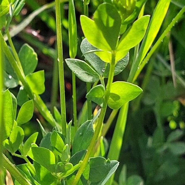 Lathyrus pratensis Hostoa