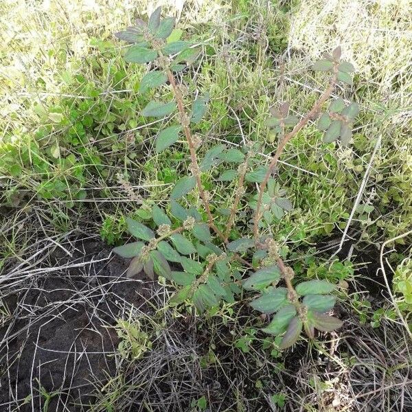 Euphorbia hirta (Asthmaplant)