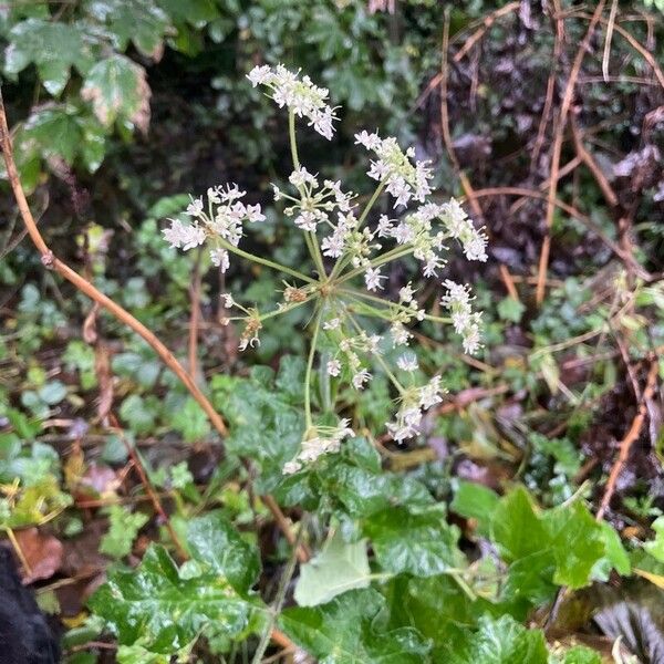 Heracleum sphondylium ശീലം