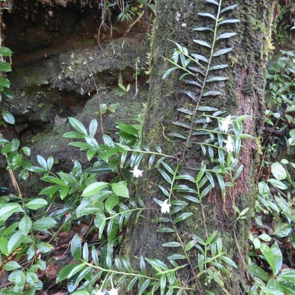 Angraecum ramosum Habit