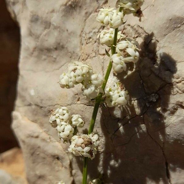 Galium lucidum Цвят