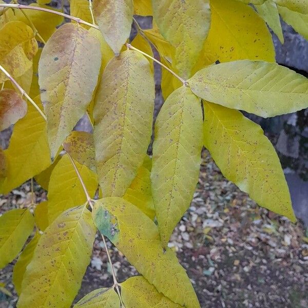 Fraxinus pennsylvanica Hoja