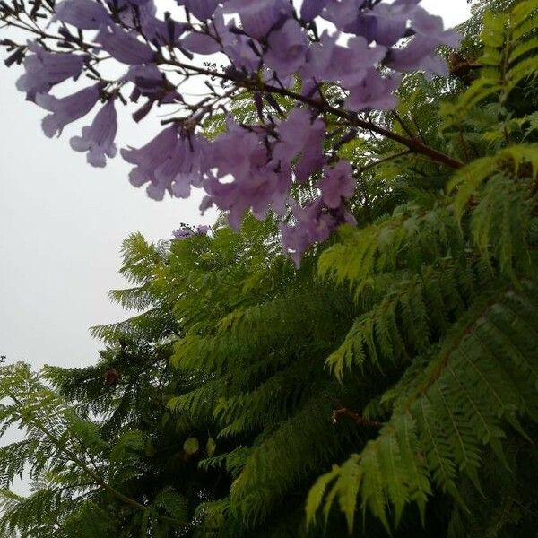 Jacaranda mimosifolia 葉