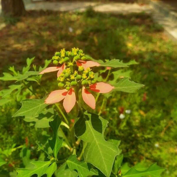 Euphorbia heterophylla Blüte