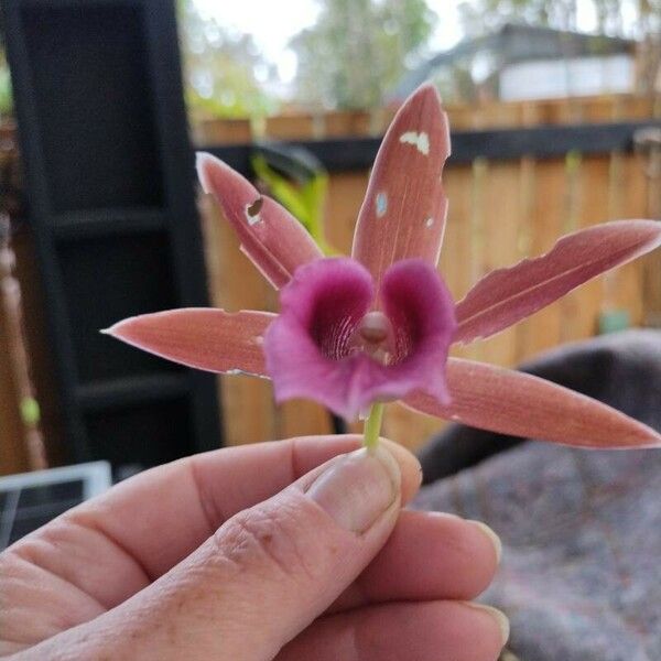 Phaius tankervilleae Floare