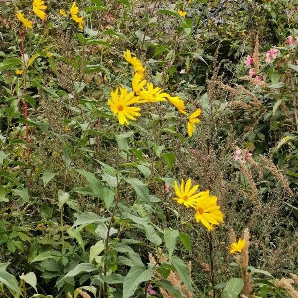 Helianthus tuberosus Flor