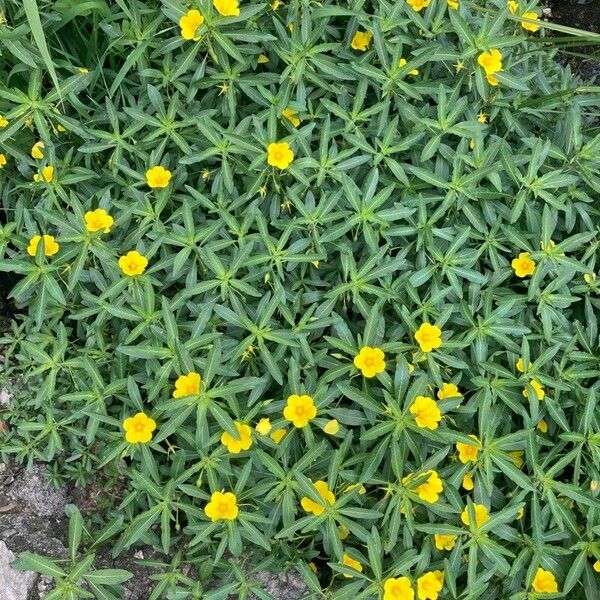 Ludwigia grandiflora Flor