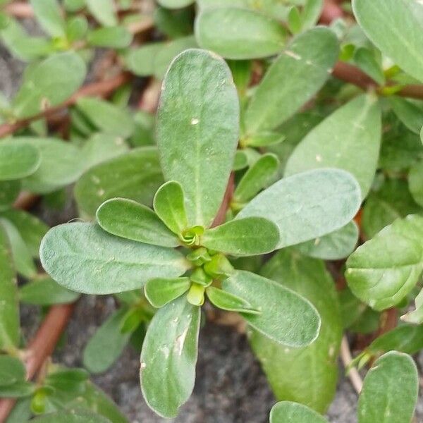 Portulaca oleracea 叶