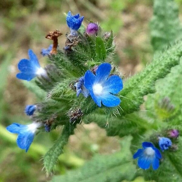 Anchusa arvensis Fleur