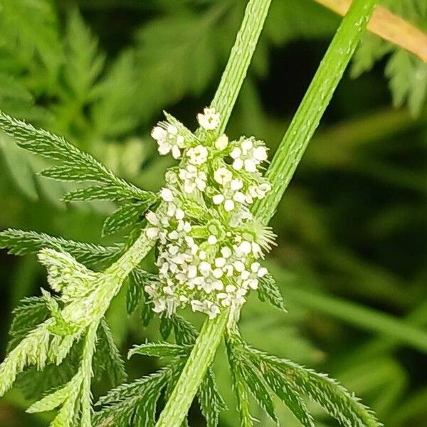 Torilis nodosa Flower