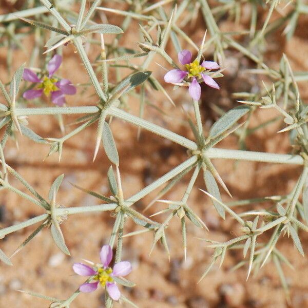 Zygophyllum indicum Anders