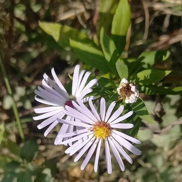 Symphyotrichum lanceolatum Kvet