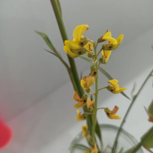 Crotalaria lanceolata Virág