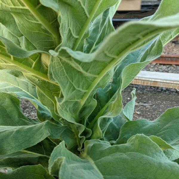 Verbascum phlomoides List