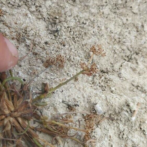 Coleanthus subtilis Кветка