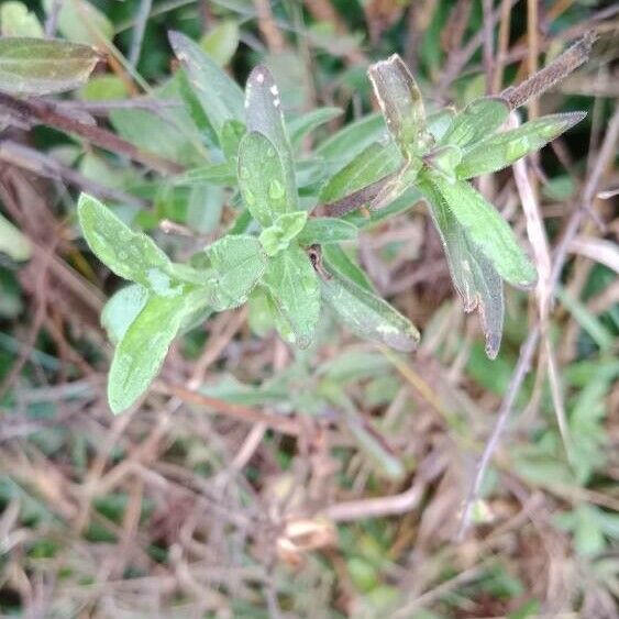 Silene noctiflora Leaf