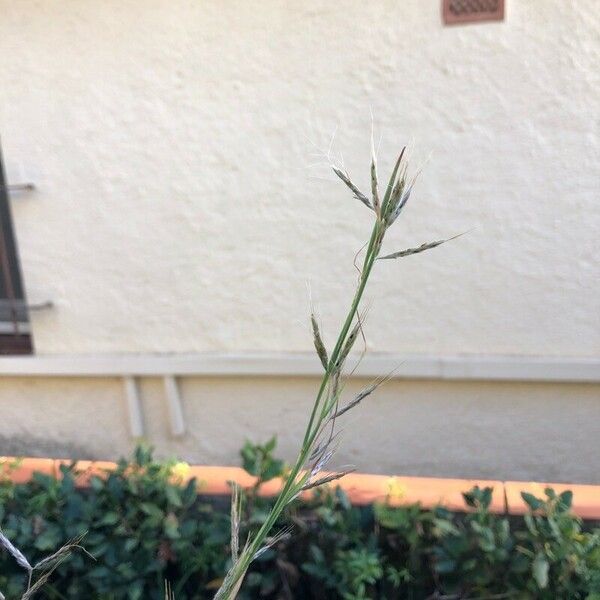 Andropogon gerardi Flower