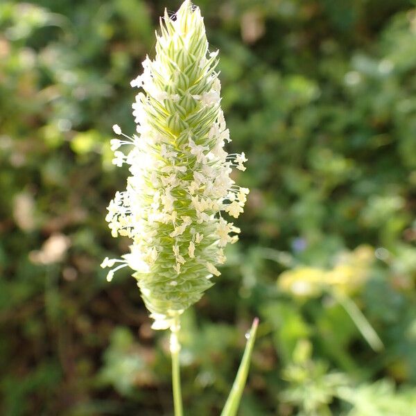 Phalaris minor Flower