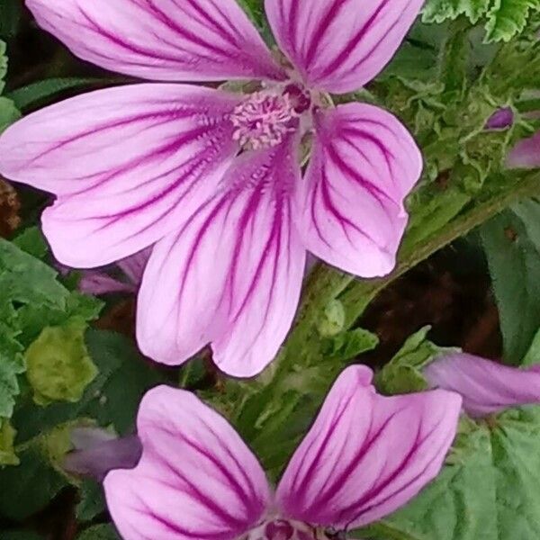 Malva sylvestris Fiore