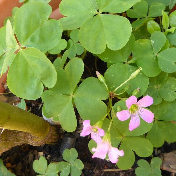 Oxalis articulata 整株植物