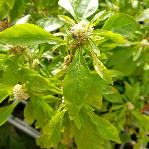 Alternanthera ficoidea Leaf