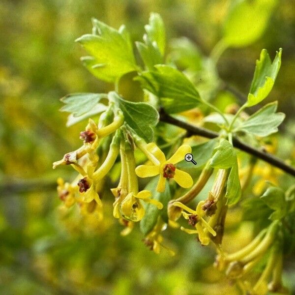 Ribes aureum Kvet