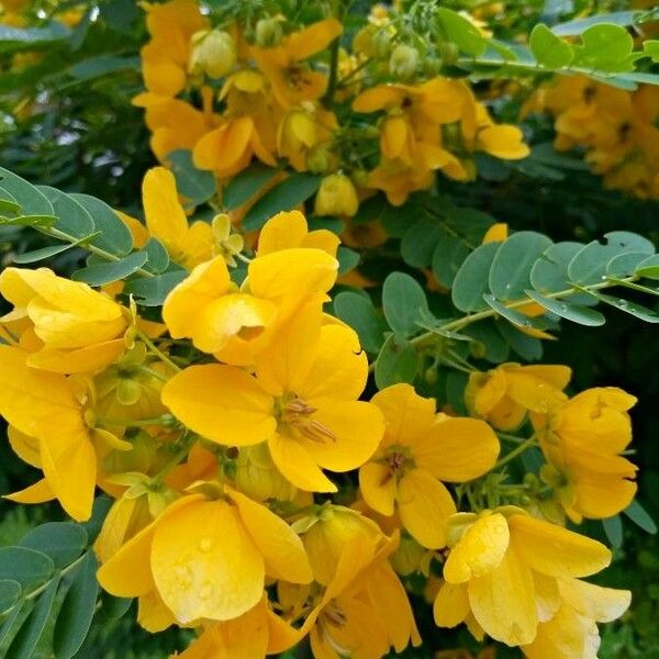 Senna occidentalis Цветок