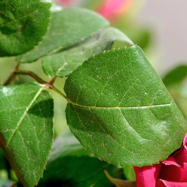 Rosa lucieae Leaf