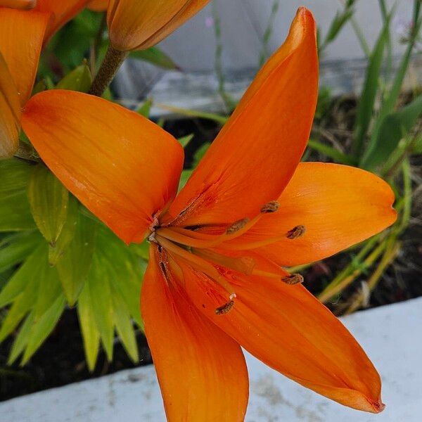 Lilium bulbiferum Цвят