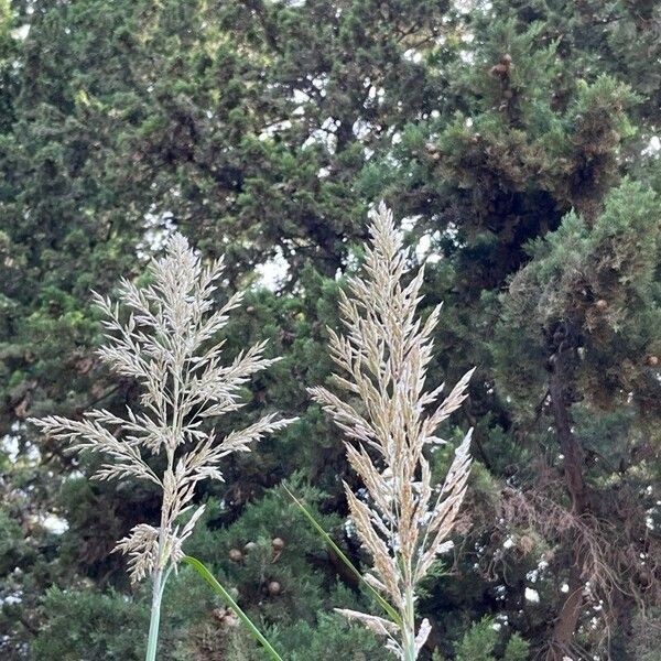 Tripidium ravennae Floare