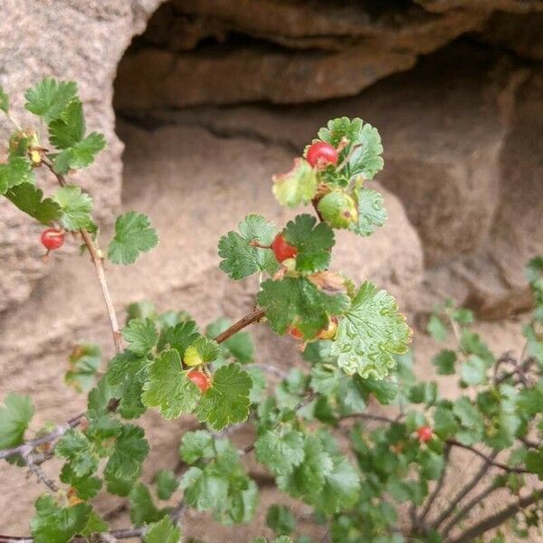 Ribes cereum Лист