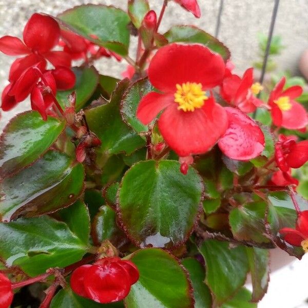 Begonia cucullata 花