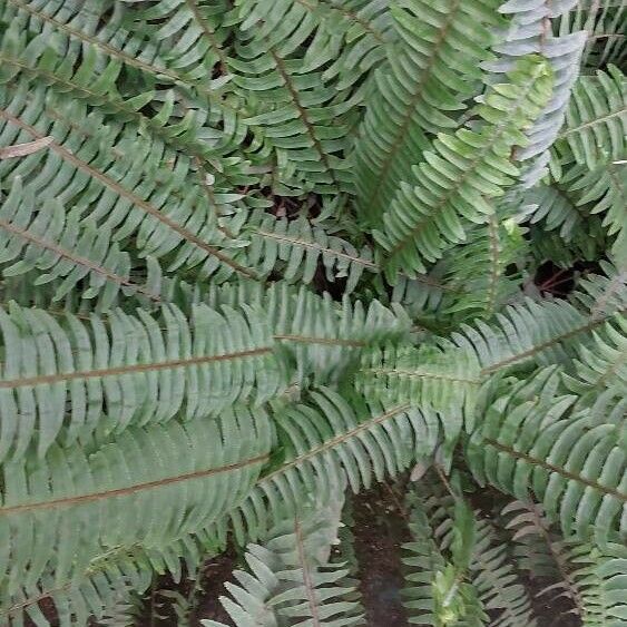 Nephrolepis cordifolia Leaf