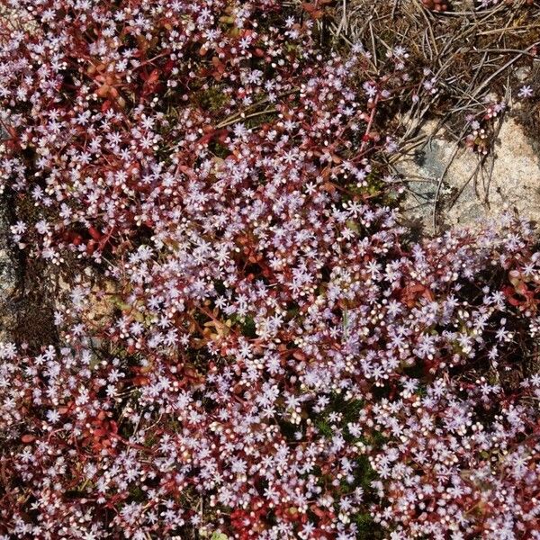 Sedum caeruleum Fleur