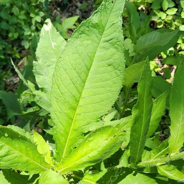 Cirsium altissimum Leaf