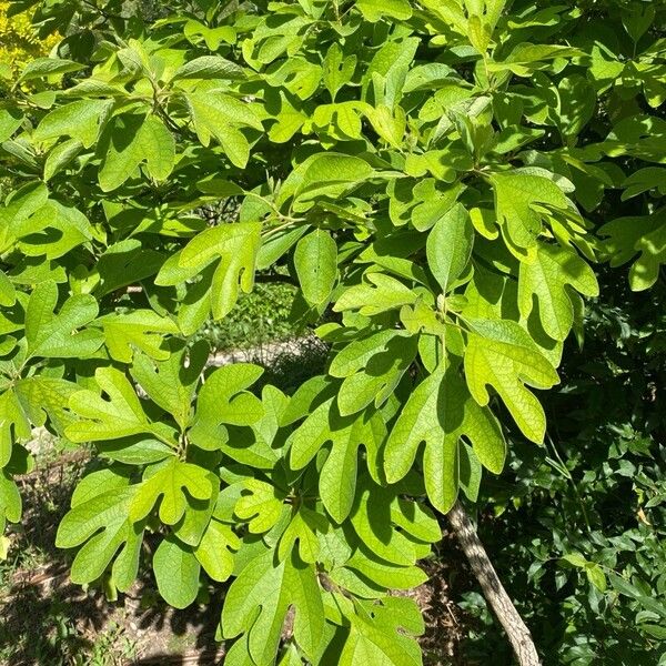 Sassafras albidum পাতা