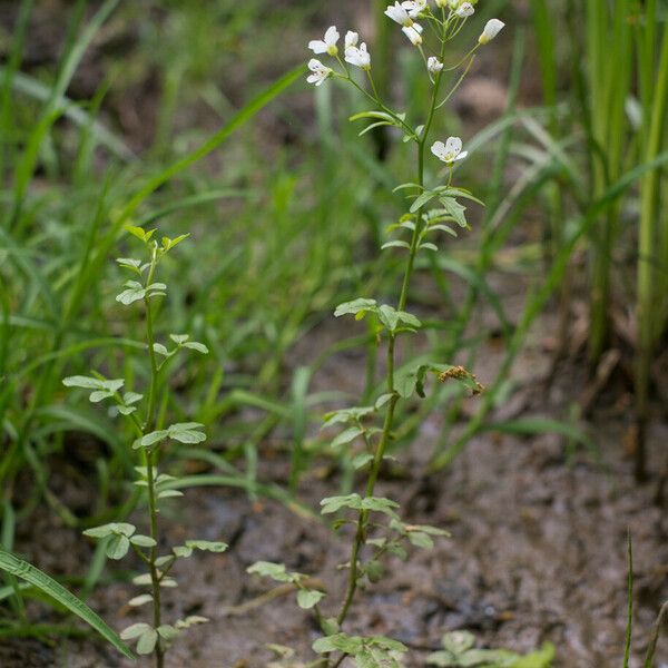 Cardamine amara Habitat