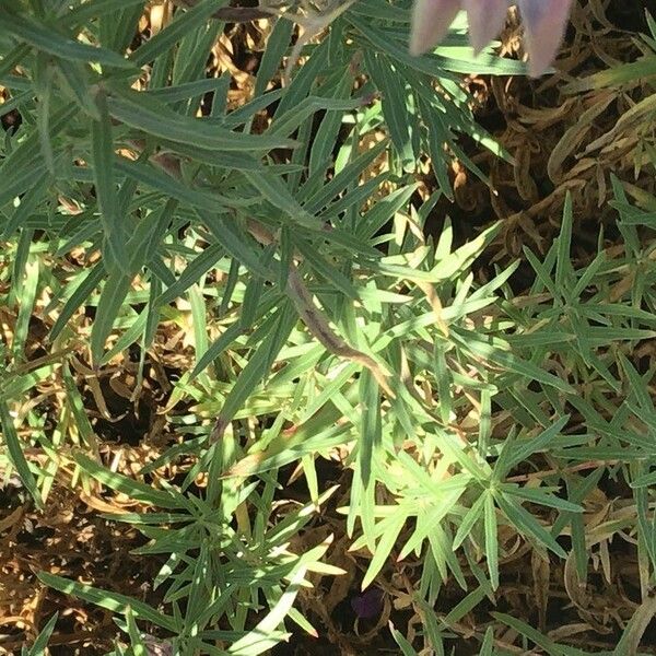 Epilobium dodonaei Foglia