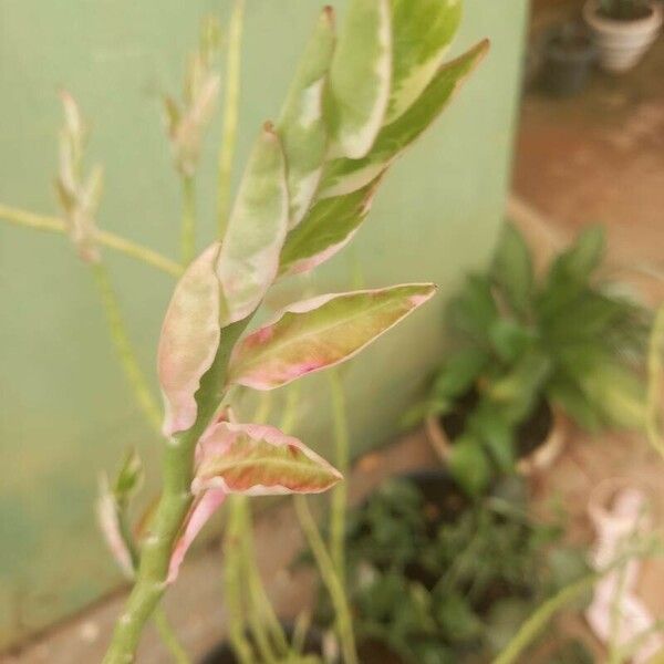 Euphorbia tithymaloides Ліст