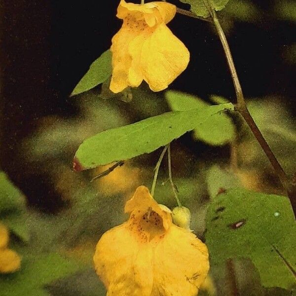 Impatiens noli-tangere Blüte