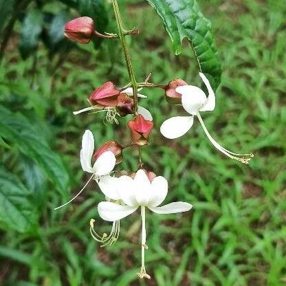 Clerodendrum indicum Flor