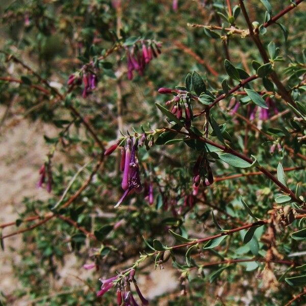 Symphoricarpos longiflorus موطن