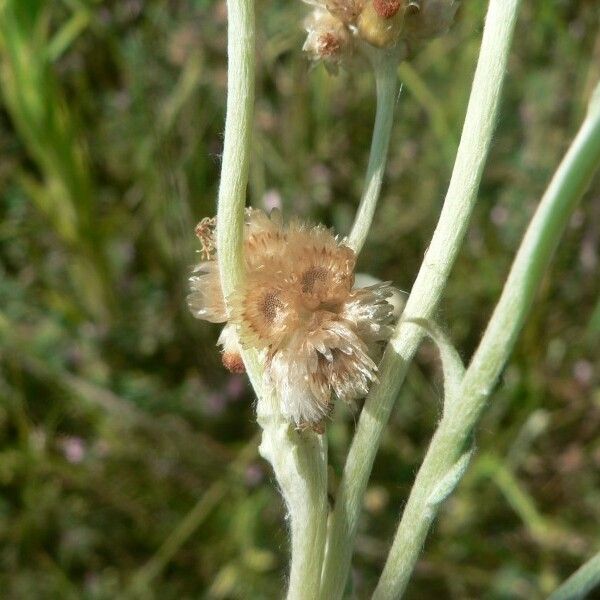 Pseudognaphalium undulatum Blomst