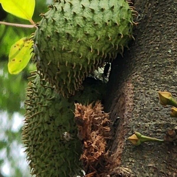 Annona muricata 果實