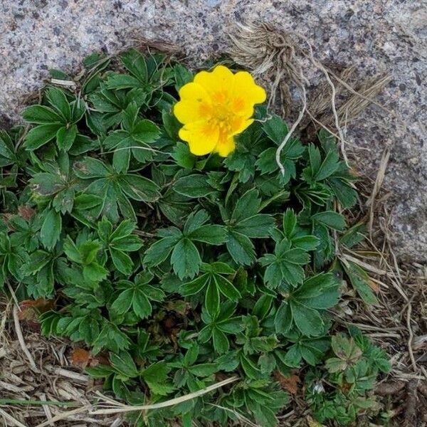 Potentilla hirta Flower