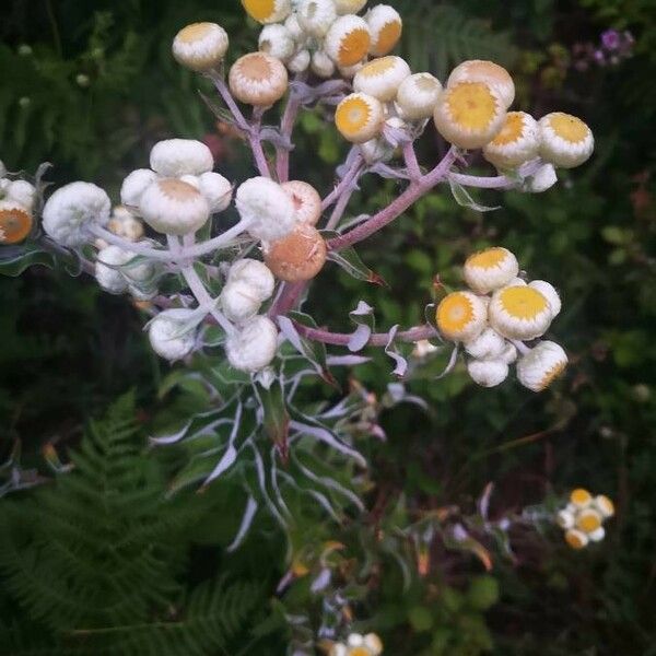 Helichrysum foetidum Flower